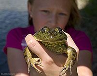 2006 June 07 Bullfrog (potential 'prince') and 'princess'! 