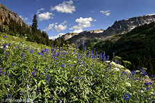 2006 June 23 Wild flowers in Yankee Boy basin near Ouray, Colorado