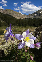 2006 June 13 Columbine at Williams Lake in the Wheeler Peak Wilderness