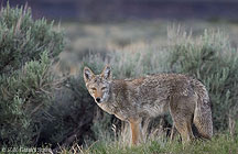 2006 June 03 Coyote again