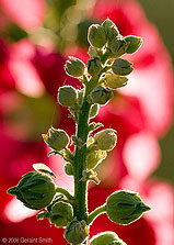 2006 June 22 Hollyhock buds and hollyhocks