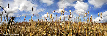 2008 March 10, Cat-tails and clouds yesterday in the Baca Park wetlands, Taos NM