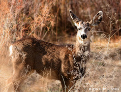 2009 March 29, Mule deer in the Rio Grande Gorge in Taos, NM
