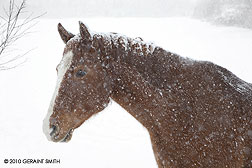 Horse in the snow in Taos