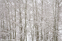 2011 March 12, Snow on the trees