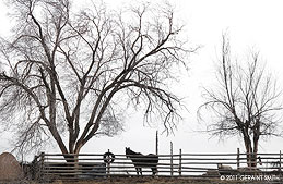 2011 March 02, An ' horno oven', a tarp, inner tube, a horse, a sheep, fence and some trees in Ranchos de Taos!