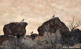 2011 March 29, Young Robins in the Rio Grande Gorge