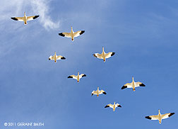 2011 March 03, Snow Geese