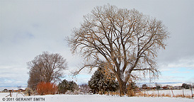 2011 March 18: Snow fall, and some willows