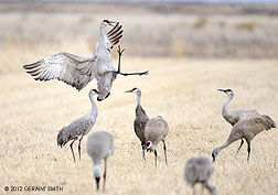 2012 March 14, "Incoming" ... Sand Hill Cranes at the Monte Vista National Wildlife Refuge, Colorado