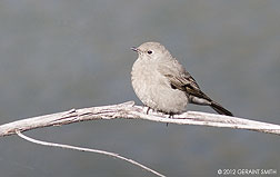 2012 March 06, Little grey bird
