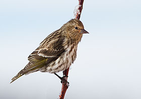 2014 March 30  Pine Siskin ... a constant presence in the garden