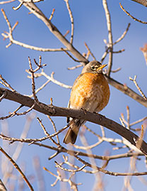 2014 March 19  One of numerous young American Robins in the garden this morning