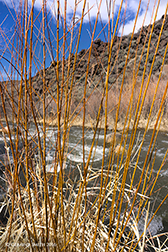 2016 March 17: Spring willows on the Rio Pueblo, Taos NM