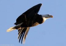 Bald Eagle in flight over the Rio Grande in Taos, NM
