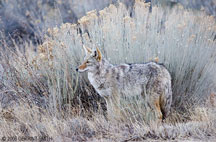 Coyote watches ... and waits