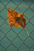 A leaf caught on a fence 