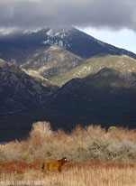 A horse in the willows and Taos mountain