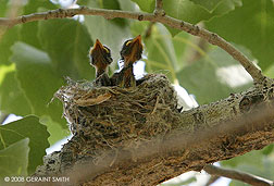 2008 May 20, Fly Catcher chicks in the big cottonwood along the Rio Chama