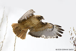 2008 May 25, One of a breeding pair of Red Tailed Hawks nesting with two chicks in the Ranchos Valley