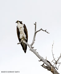Osprey, Chama, NM