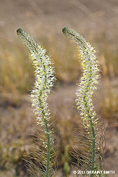 2011 May 21:  Desert Flora? on the Hopi Homeland, Arizona