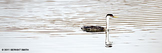 2011 May 22,  Western Grebe