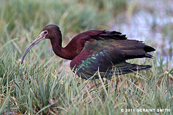 2011 May 31  Ibis with a broken wing in a Taos marshland, reveals iridescence