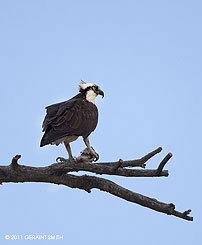 2011 May 03:  Osprey and a fish2011 May 03,  Ospr