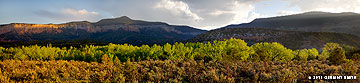 2011 May 24:  Bright green along the Chama River near Abiquiu, NM