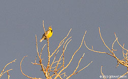 2012 May 13, Western Meadowlark ... sing baby sing