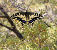 2006 May 28 Butterfly