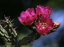 2006 May 29 Cholla cactus blooms in Pilar, New Mexico