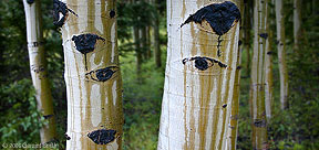 2006 May 05 Aspen eyes in the woods, New Mexico