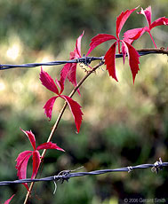 2006 November 26: Barbed Vine in Arroyo Hondo, New Mexico