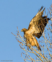 "Red Tailed Hawk" along the Rio Lucero Taos, New Mexico