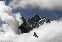 2006 November 25 Red Tailed Hawk, Grand Tetons National Park, Wyoming