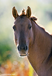 2008 November 09, Horse hair in Ranchos de Taos