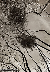 2008 November 16: Magpie Nests