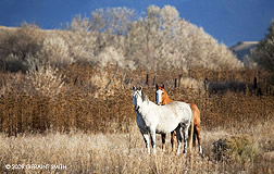 2009 November 06: Horse couple ... together every morning in the Taos valley