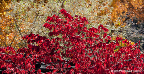 2010 November 15,  Lots of fall color in Taos