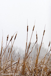 2010 November 16, A light snow on the cat tails