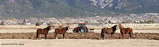 2010 November 21, Plowing in Des Montes, NM