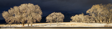 2010 November 23,  Winter trees and Taos Mountain