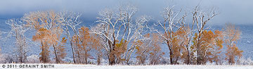 2011 November 15, Snow fall colors