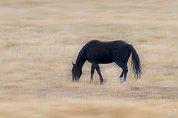 2012 November 10, We were tracking a large herd of elk and found a horse In a field in Angel Fire, NM