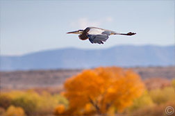2012 November 13  Blue Heron soaring over the Bosque del Apache