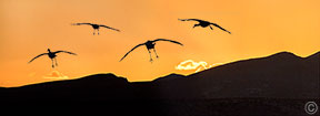 2012 November 14, Sandhill cranes, sunset