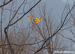 2014 November 02: A few more leaves to go ...