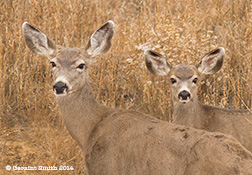 2014 November 05  A doe and fawn Mule deer at the Maxwell Reserve, NM photo safari